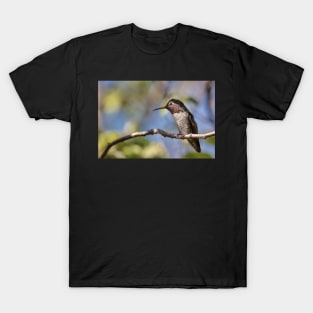 Anna's Hummingbird Perched in a Tree T-Shirt